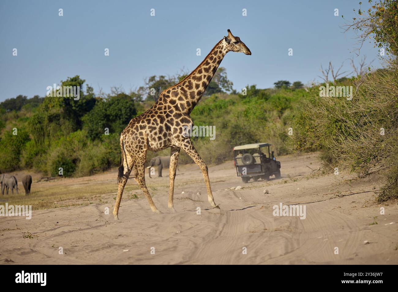 Le giraffe sono gli animali terrestri più alti della Terra, noti per il loro collo lungo, i caratteristici cappotti maculati e il comportamento gentile. Originaria delle savane e. Foto Stock