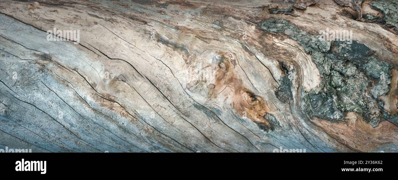 Incredibile corteccia di un vecchio albero come un elegante e splendida struttura naturale. Blu e marrone colori armonici e morbidi con belle forme. Foto Stock