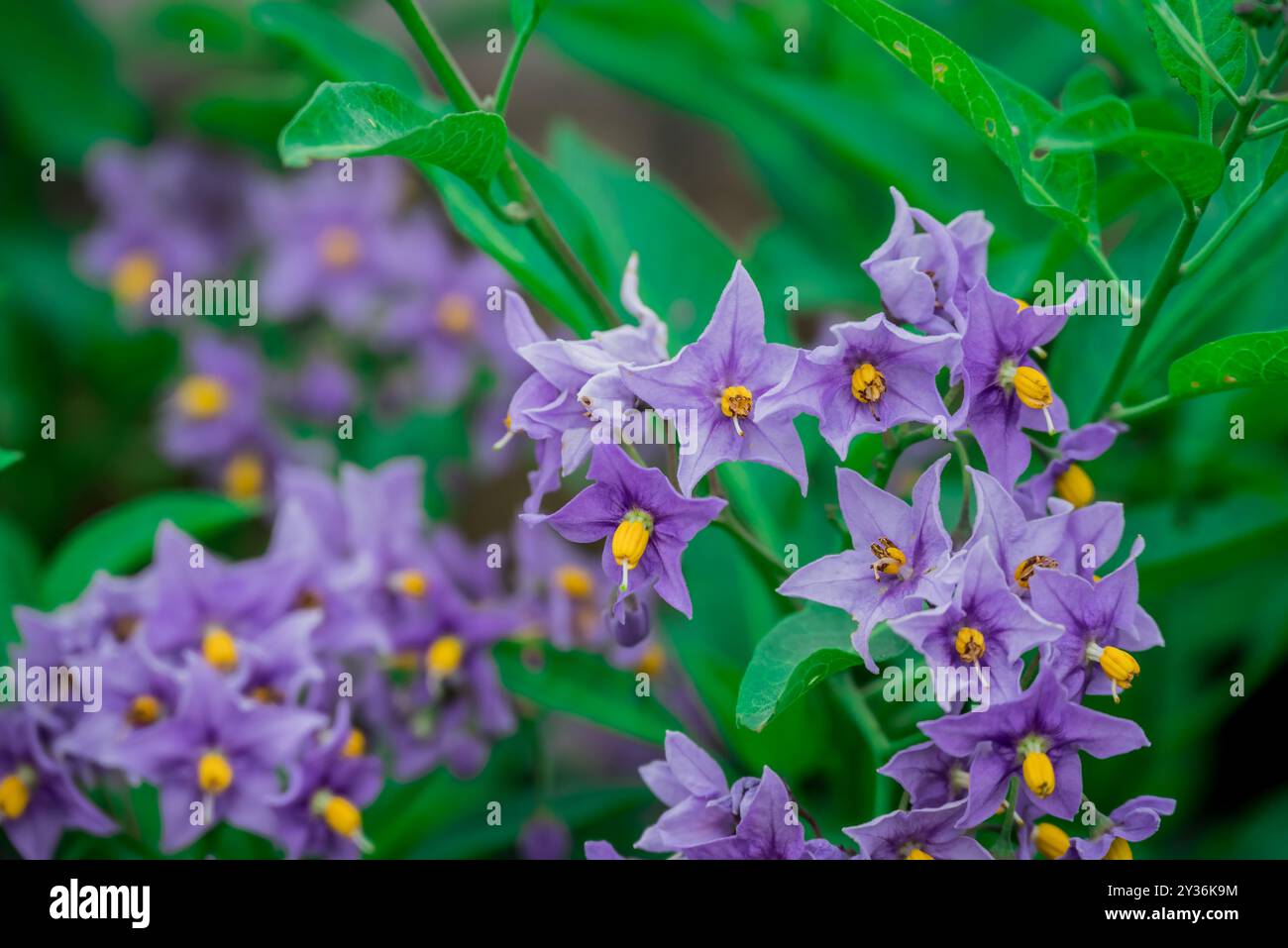 bellissimi fiori sullo sfondo Foto Stock
