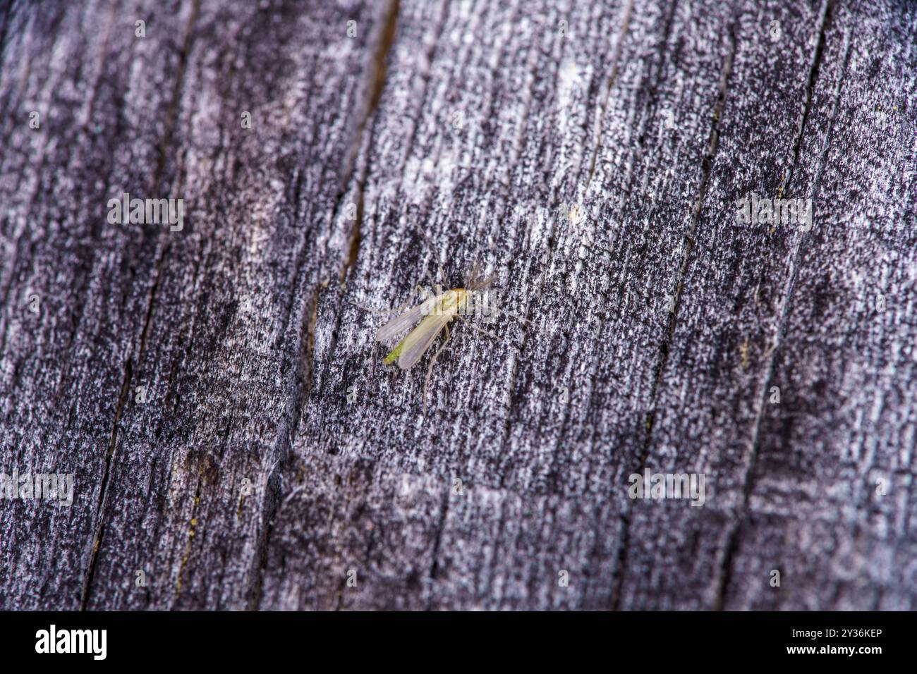 Famiglia Chironomidae genere Tanytarsus Culicidae Bloodworm Mosquito natura selvaggia fotografia di insetti, foto, carta da parati Foto Stock