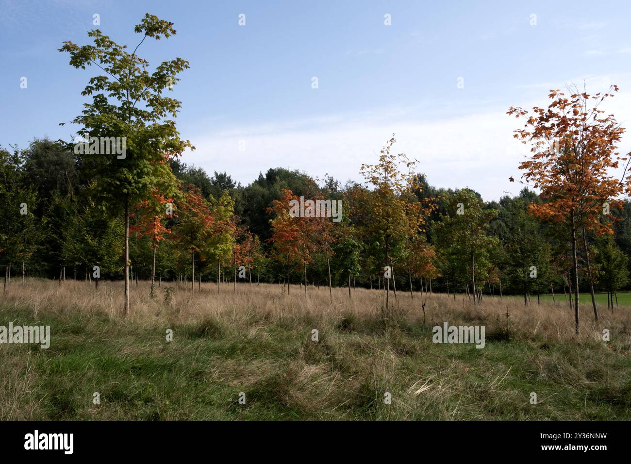 Commonwealth Foresters' Memorial in autunno Pollok Country Park, Glasgow, Scozia Foto Stock