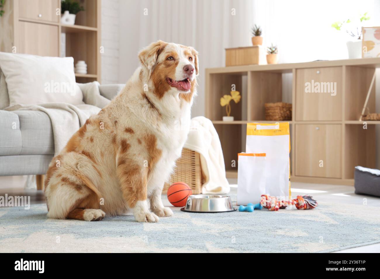 Pastore australiano con giocattoli, ciotola e gustosi alimenti per animali domestici a casa Foto Stock