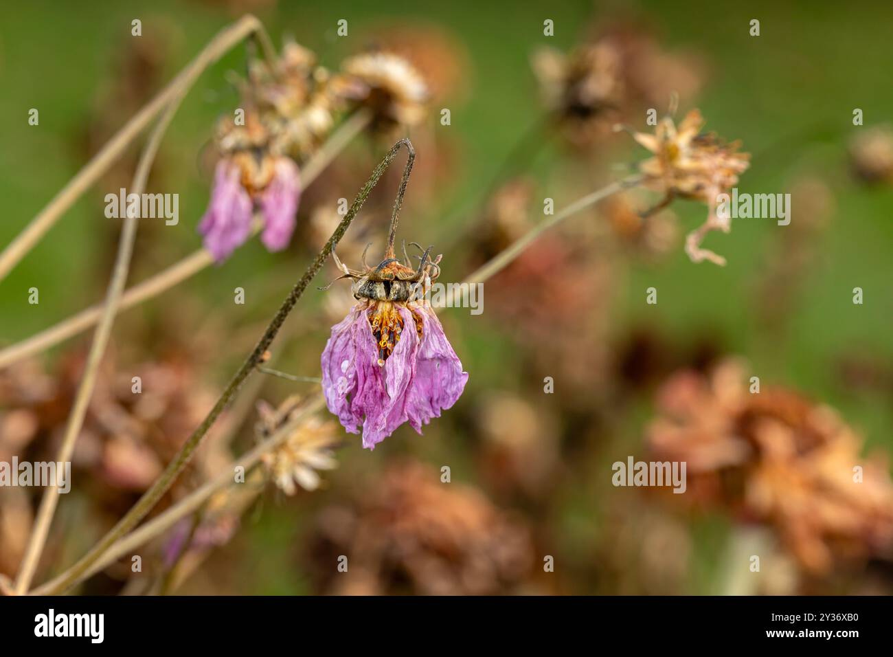 Fiore di Zinnia morto e andare a semina in autunno. Concetto di cura delle piante, giardino floreale e potatura. Foto Stock
