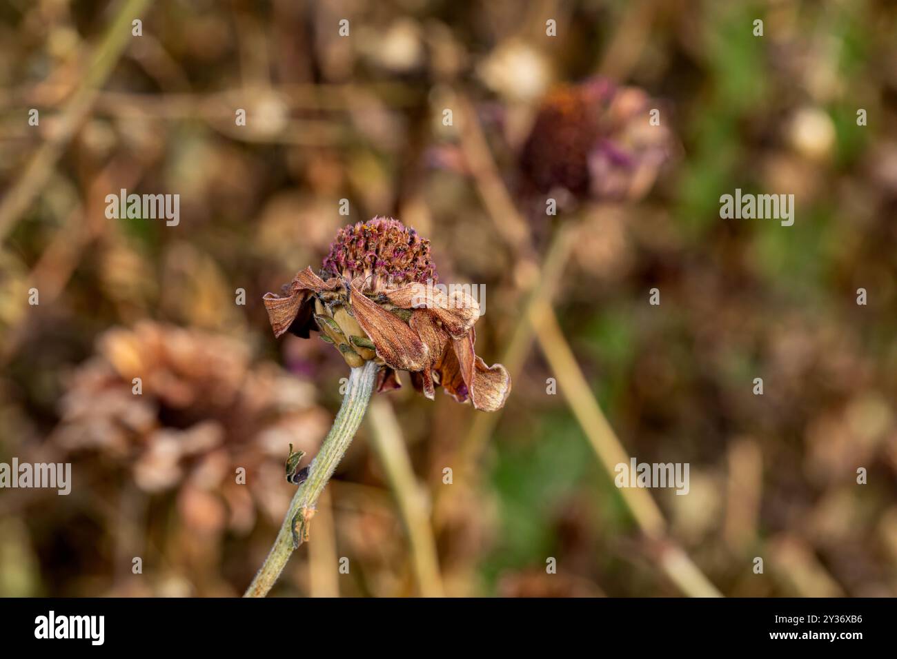 Fiore di Zinnia morto e andare a semina in autunno. Concetto di cura delle piante, giardino floreale e potatura. Foto Stock