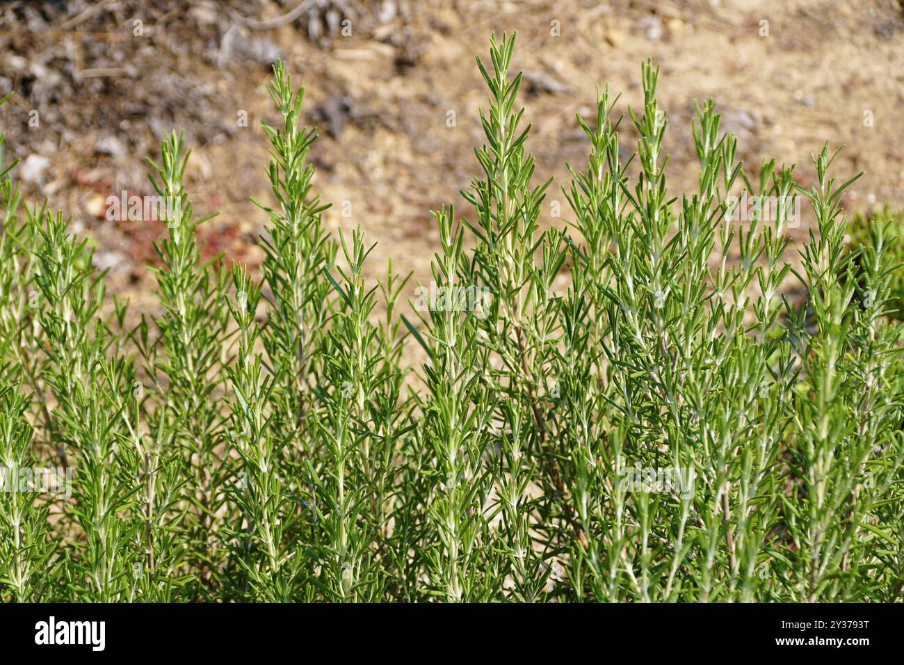 Primo piano del rosmarino, una pianta erbosa che viene utilizzata come ingrediente di cottura Foto Stock