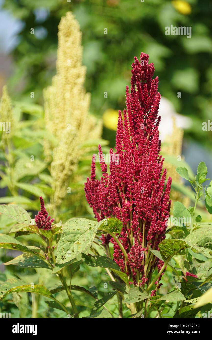 Primo piano del bellissimo Red Amaranth Elena's Rojo Foto Stock