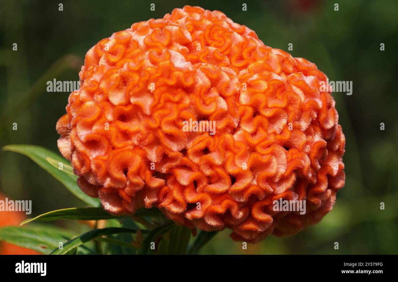Primo piano del vibrante colore di Celosia Argentea 'Orange Queen', conosciuta anche come Cockscomb Foto Stock