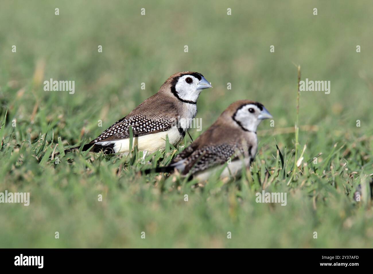 Uccello a doppia barba in piedi su erba verde Foto Stock