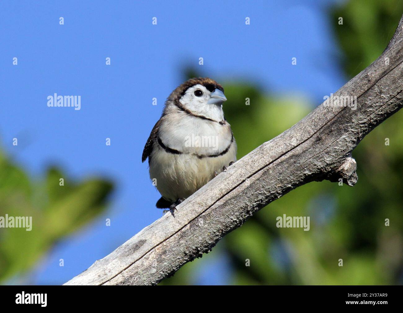 Uccello finch a doppia barba seduto su un ramo d'albero Foto Stock
