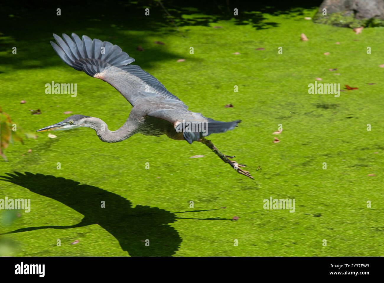 Il Great Blue Heron, con le sue impressionanti piume blu e grigie, scorre graziosamente nel canale C&o ricoperto di anatre, annidato all'interno del panoramico National Pa Foto Stock Il Great Blue Heron, con le sue impressionanti piume blu e grigie, scorre graziosamente nel canale C&o ricoperto di anatre, annidato all'interno del panoramico National Pa Foto Stock