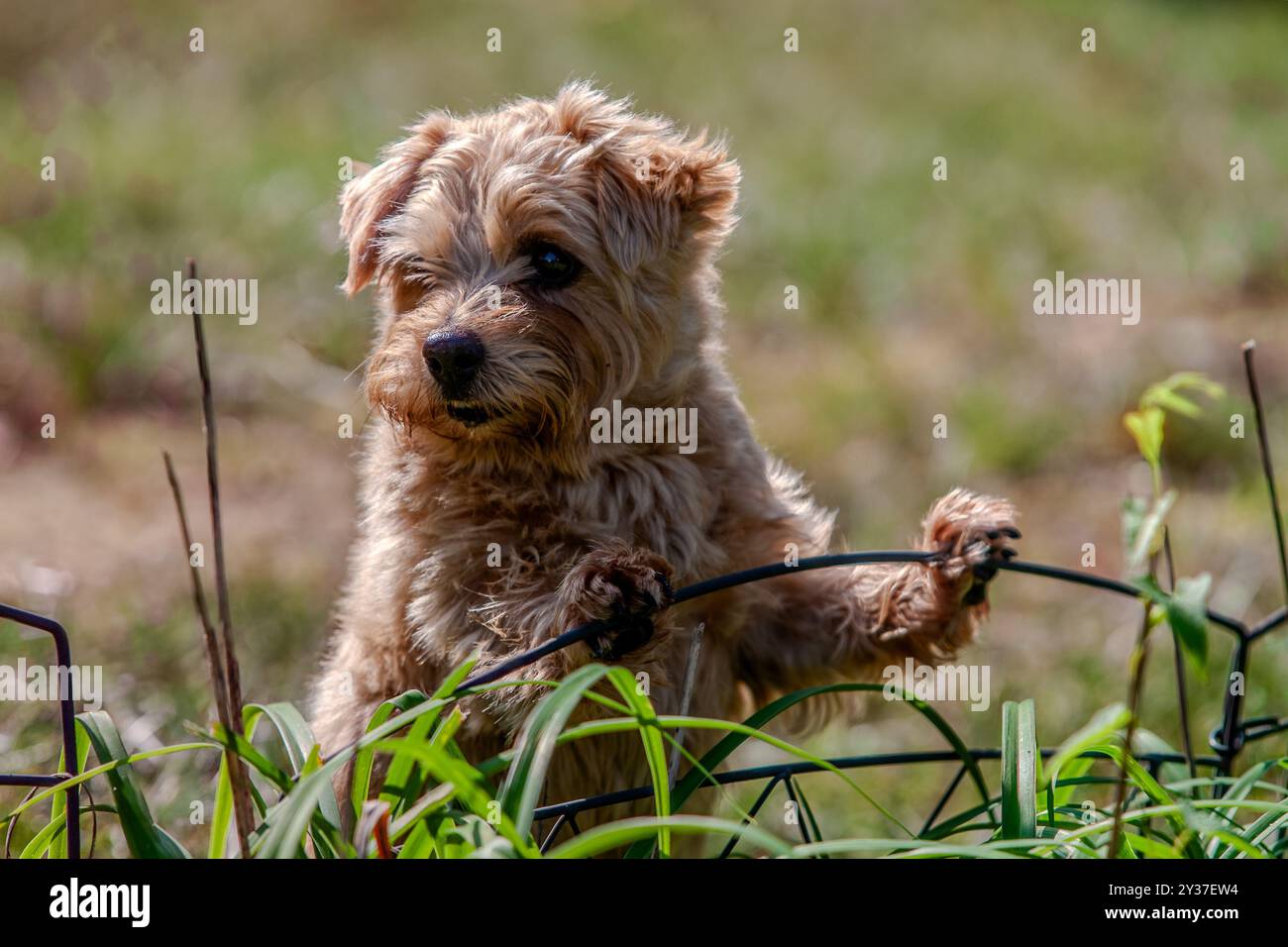 Colto in un momento di curiosità: Un terrier arrugginito sbircia attraverso la recinzione, esplorando il mondo uno alla volta. Foto Stock