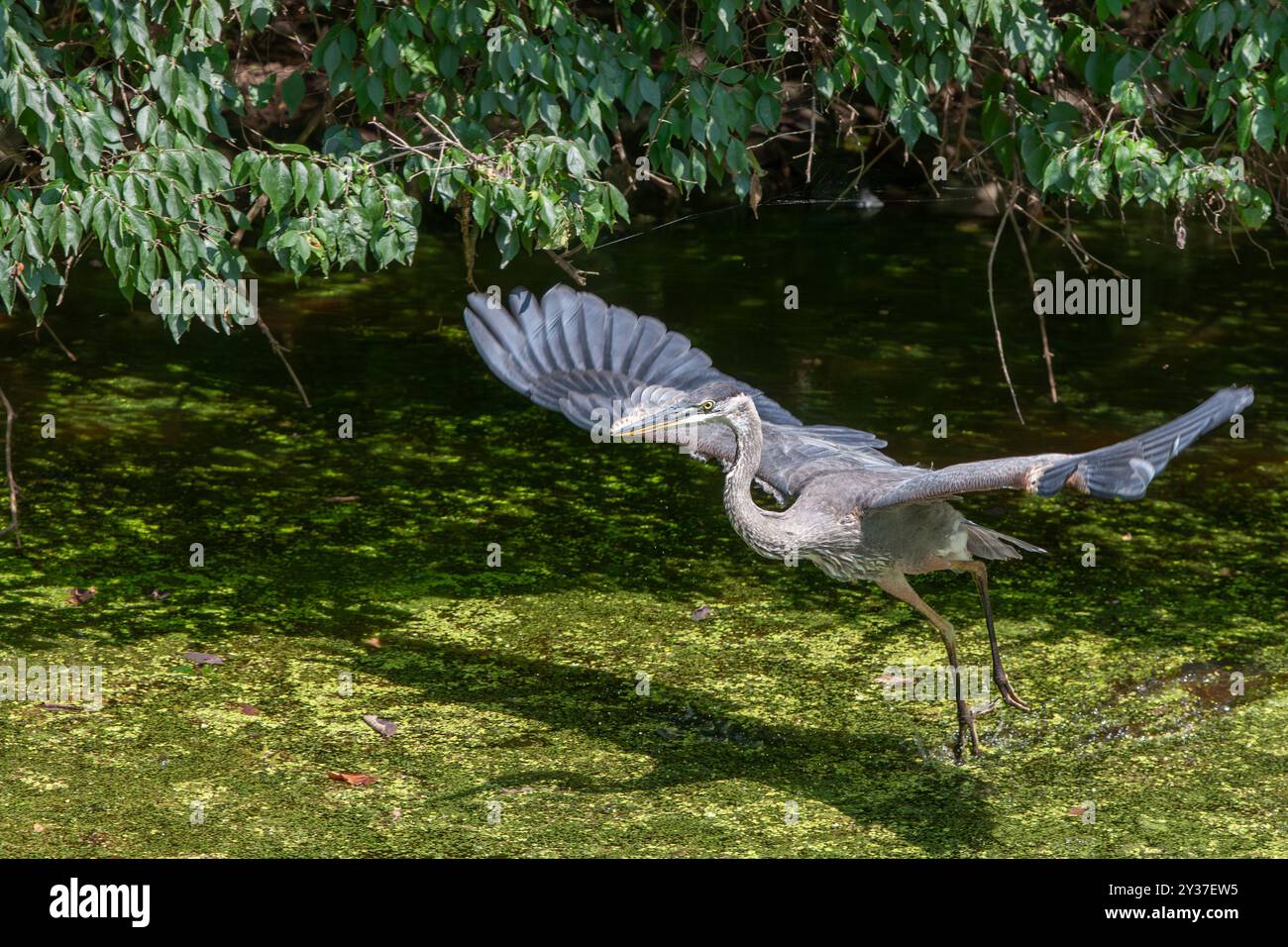 Il Great Blue Heron, con le sue impressionanti piume blu e grigie, scorre graziosamente nel canale C&o ricoperto di anatre, annidato all'interno del panoramico National Pa Foto Stock Il Great Blue Heron, con le sue impressionanti piume blu e grigie, scorre graziosamente nel canale C&o ricoperto di anatre, annidato all'interno del panoramico National Pa Foto Stock