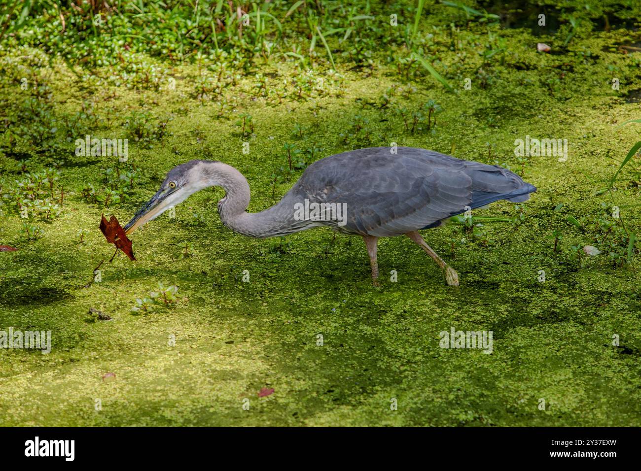 Il Great Blue Heron, con le sue impressionanti piume blu e grigie, pesca graziosamente nel canale C&o ricoperto di anatre, annidato all'interno del panoramico National Foto Stock Il Great Blue Heron, con le sue impressionanti piume blu e grigie, pesca graziosamente nel canale C&o ricoperto di anatre, annidato all'interno del panoramico National Foto Stock