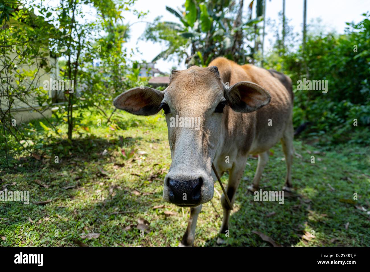 Razza bovina locale di Assam 1 Foto Stock