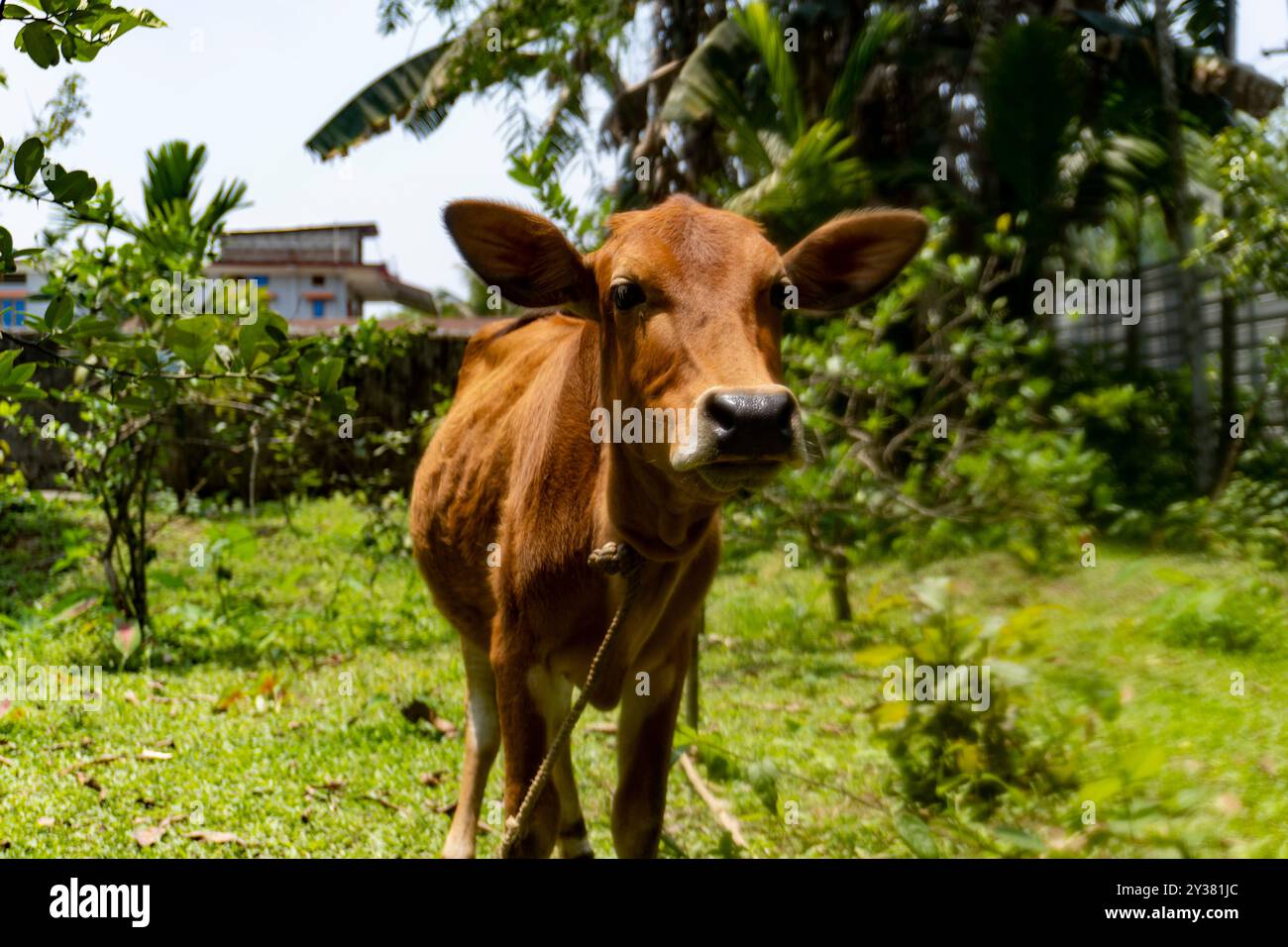 Razza bovina locale di Assam 3 Foto Stock