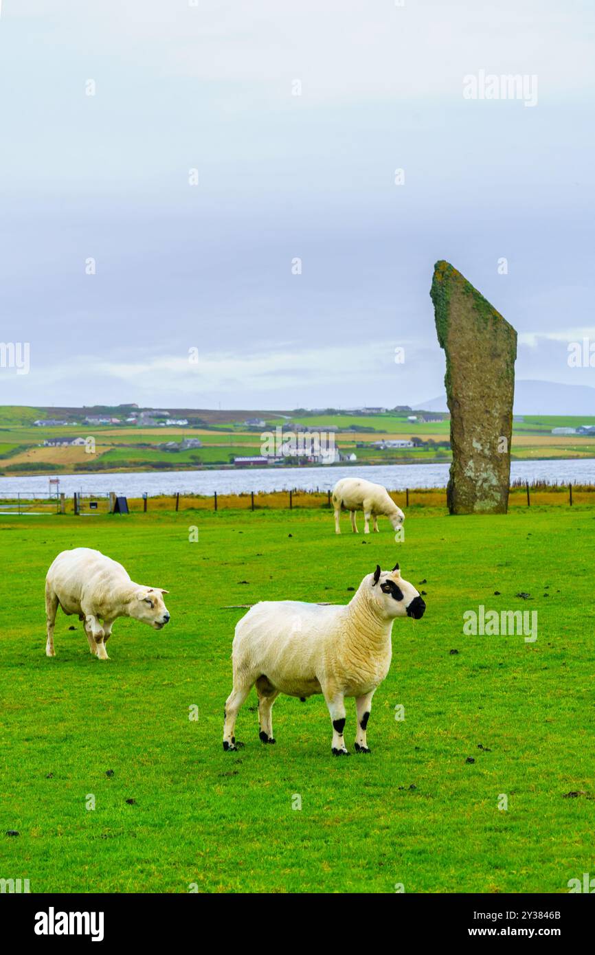 Vista delle pietre di stenness in piedi, con pecore, nelle Isole Orcadi, Scozia, Regno Unito Foto Stock