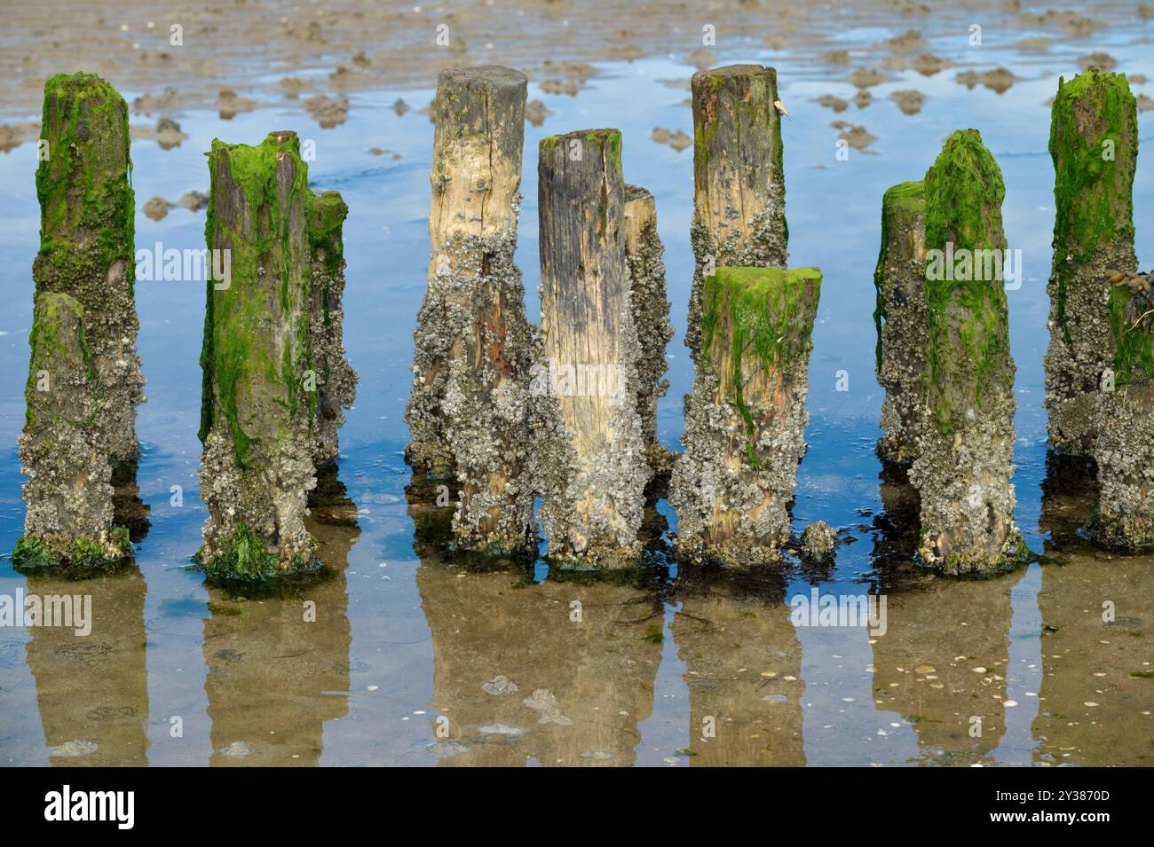 arnacles di acorn resp. Il Semibalanus balanoides al legno groyne mentre la bassa marea si trova nelle distese fangose del Mare del Nord, nel Parco Nazionale di Wattenmeer, in Germania Foto Stock