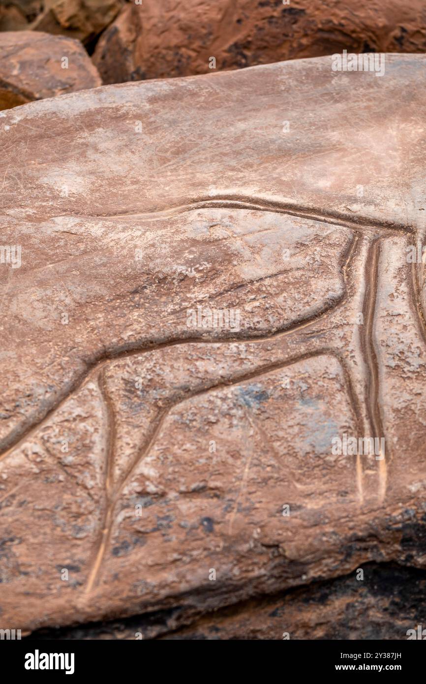 petroglyph, ungulato preistorico, deposito roccioso di Aint Ouazik, tardo Neolitico, Marocco, Africa Foto Stock