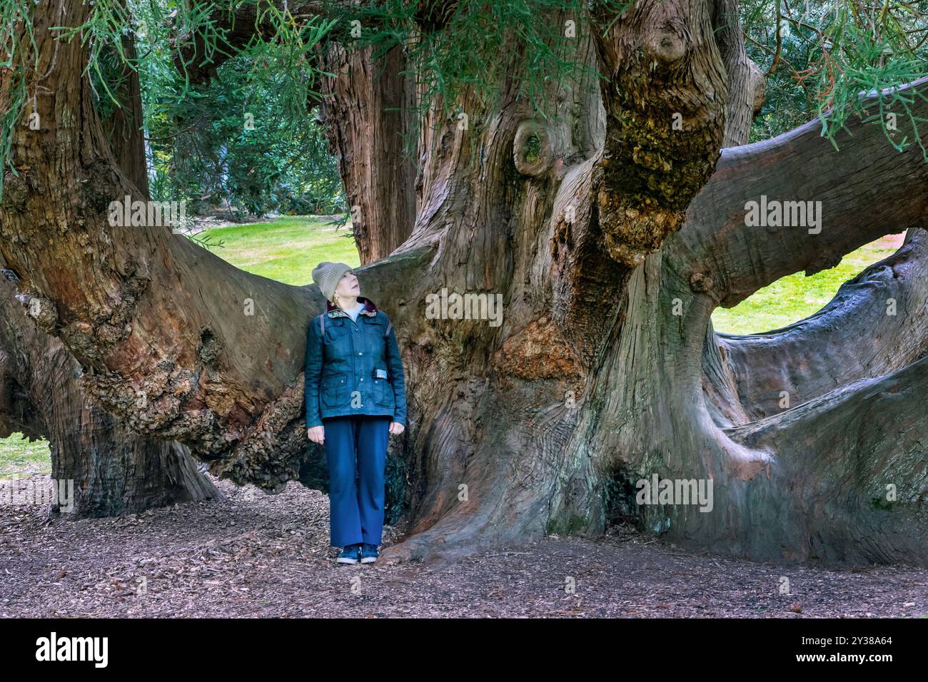 Visitatore del giardino accanto a un grande esempio di albero di Cryptomeria in un giardino subtropicale in Cornovaglia Foto Stock