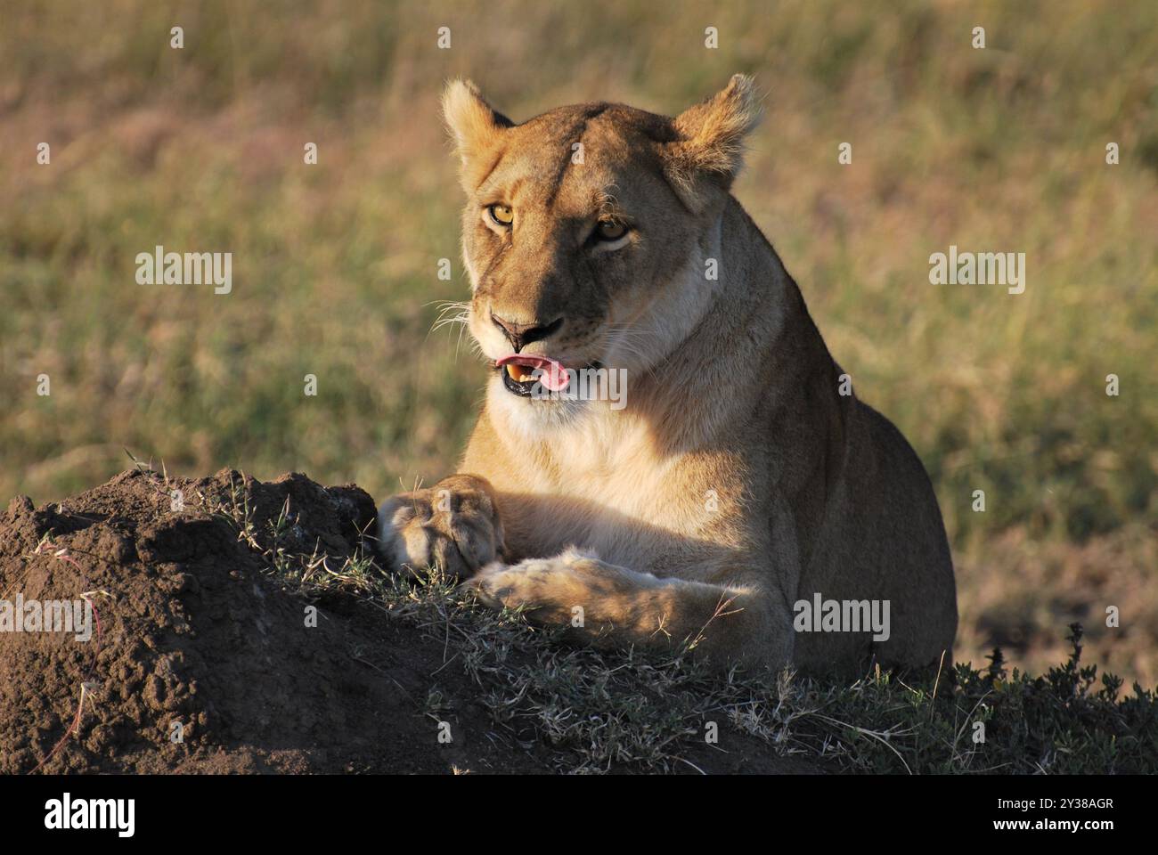 Foto ravvicinata di leonessa che lecca le labbra e si crogiola al sole nel suo habitat naturale Foto Stock