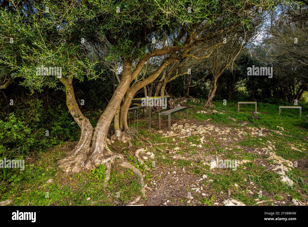 Un boschetto di ulivi accanto al monumento talayotico della Naveta des Tudons (Minorca, Isole Baleari, Spagna). ESP: Un bosquecillo de olivo, Minorca Foto Stock