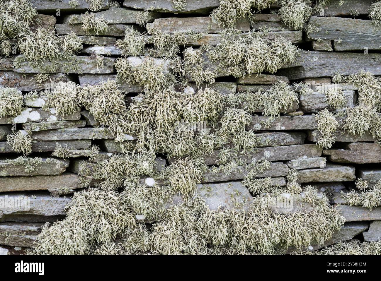 Licheni che crescono su un muro di drystone a Bressay, Shetland. Foto Stock