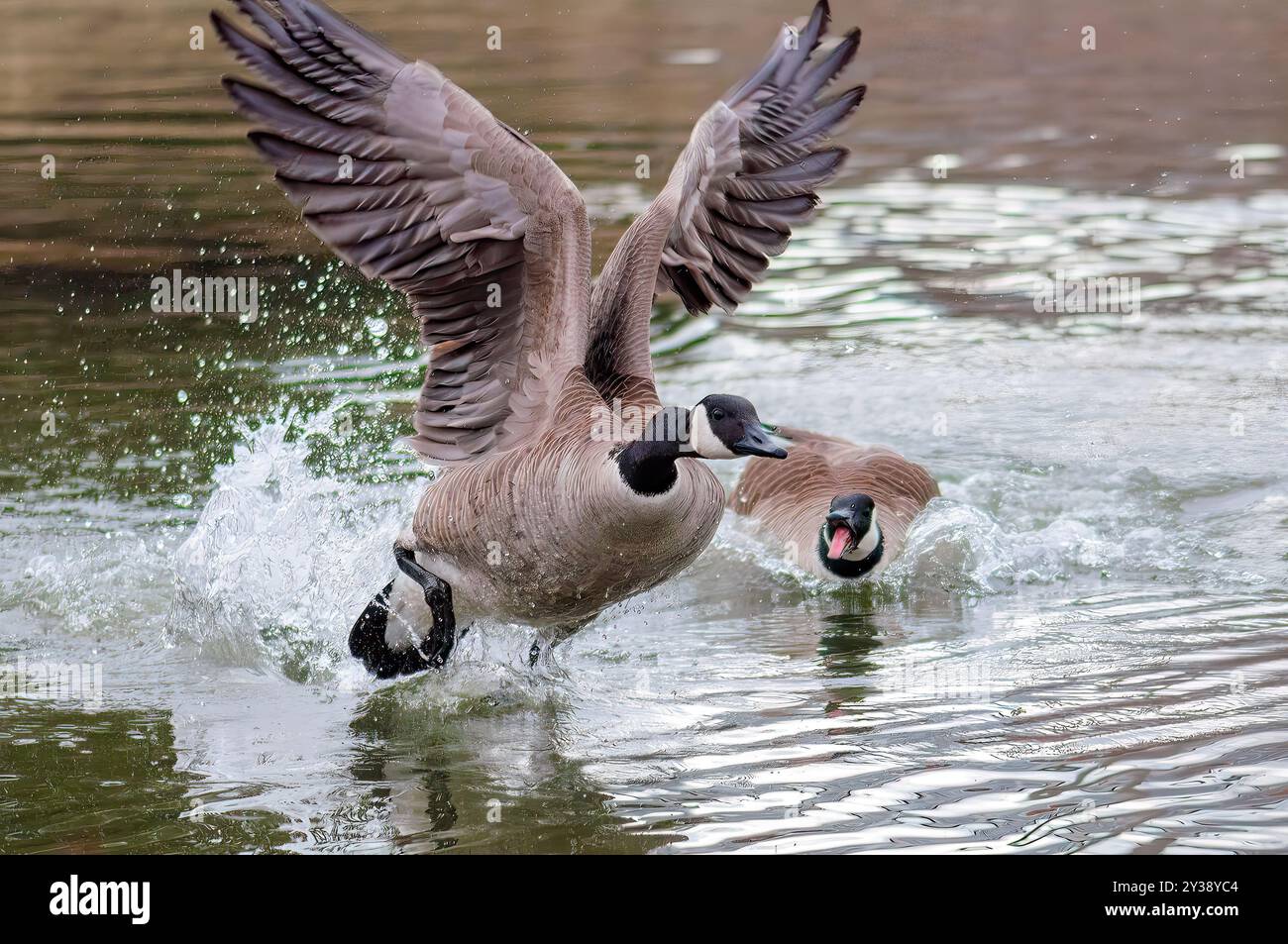 L'oca canadese combatte in acqua Foto Stock