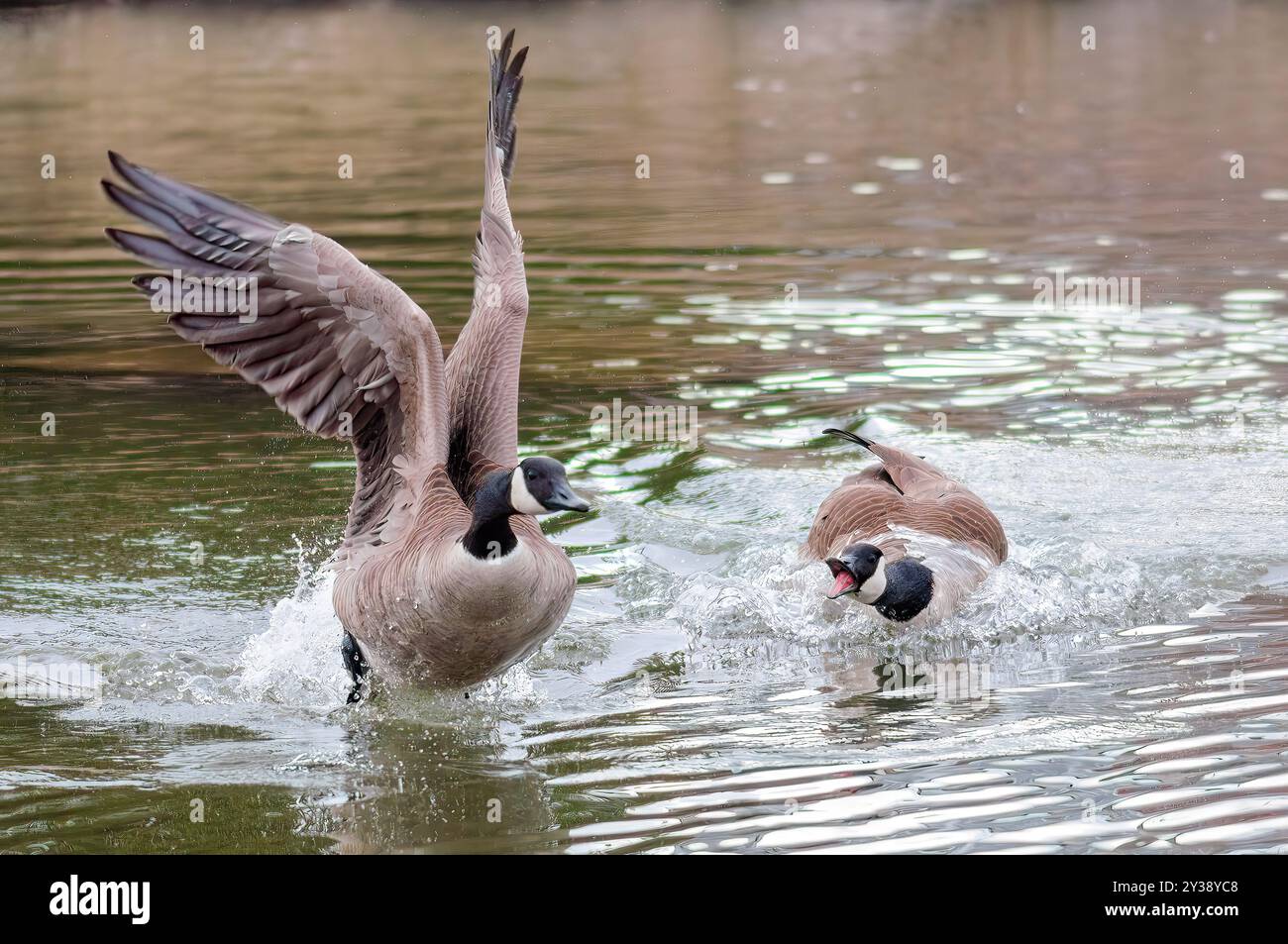 L'oca canadese combatte in acqua Foto Stock