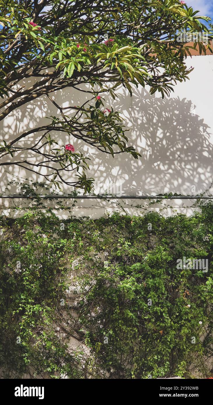 Albero con fiori rosa sul muro di un museo nella città di Oaxaca. Foto Stock