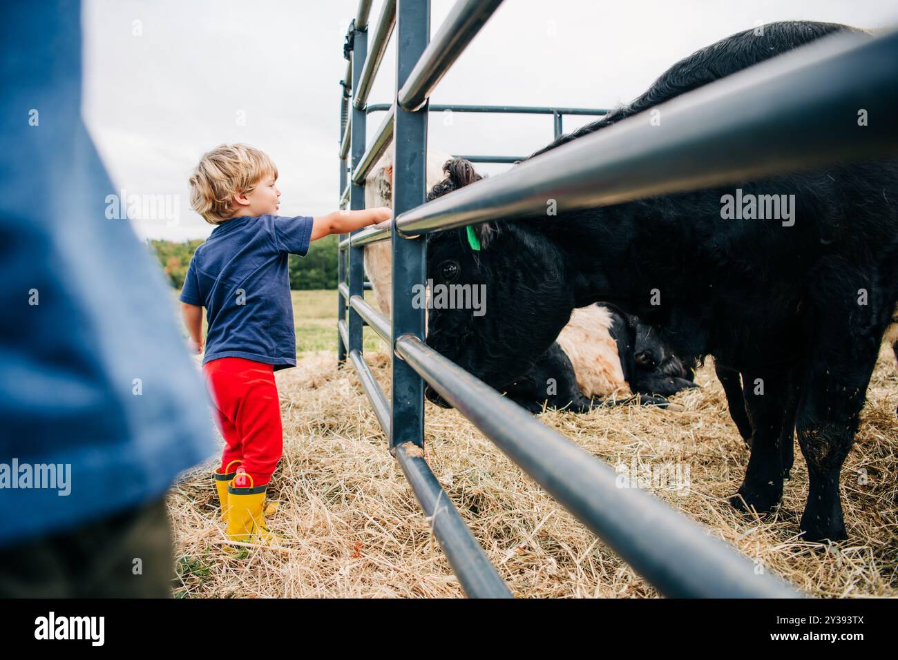 Bambino che dà da mangiare a una mucca attraverso una recinzione metallica in un campo Foto Stock