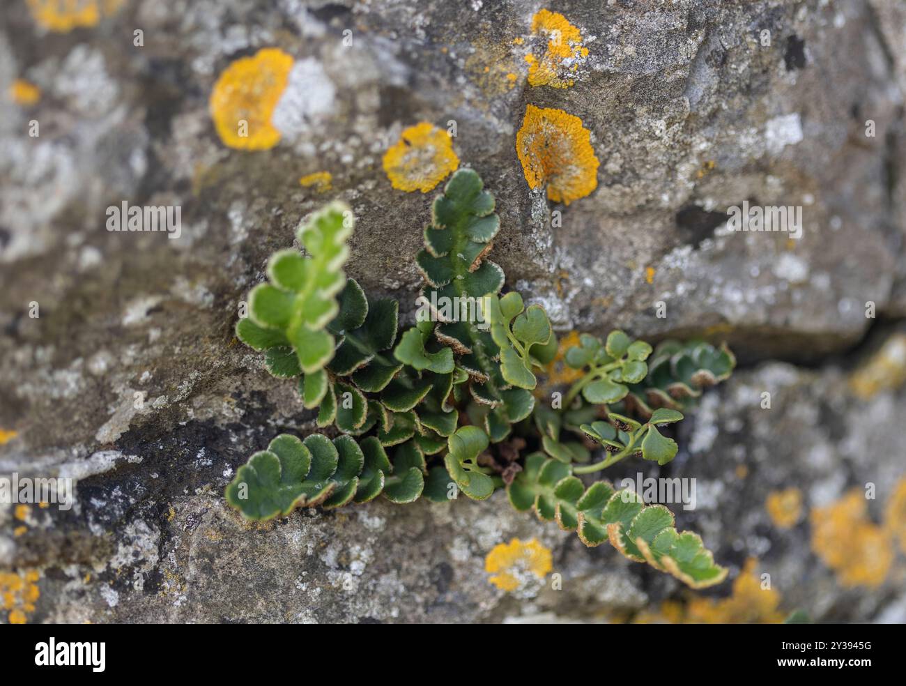 Pianta che cresce nelle crepe di un vecchio muro di pietra Foto Stock