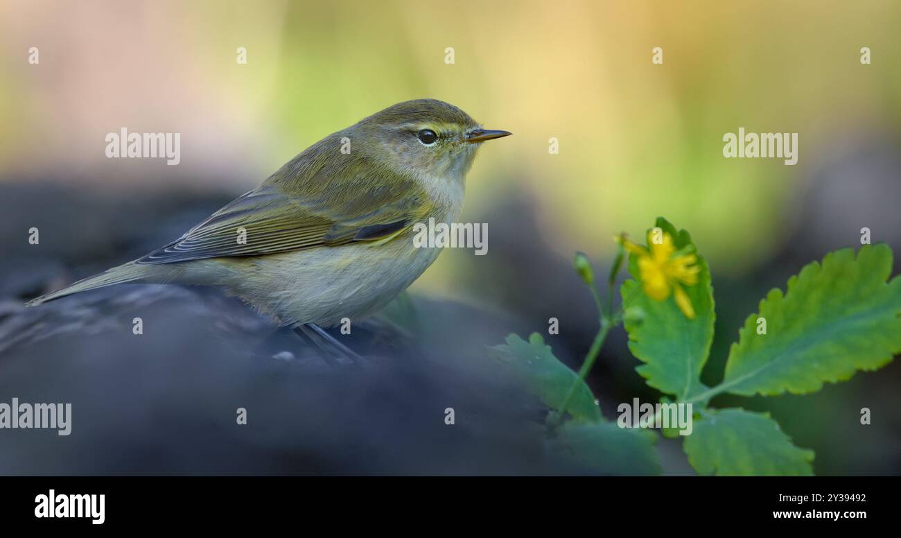 Chiffchaff comune (Phylloscopus collybita) in posa con l'ultima foglia e il fiore in un fresco periodo autunnale con una luce cupa al tramonto Foto Stock Chiffchaff comune (Phylloscopus collybita) in posa con l'ultima foglia e il fiore in un fresco periodo autunnale con una luce cupa al tramonto Foto Stock
