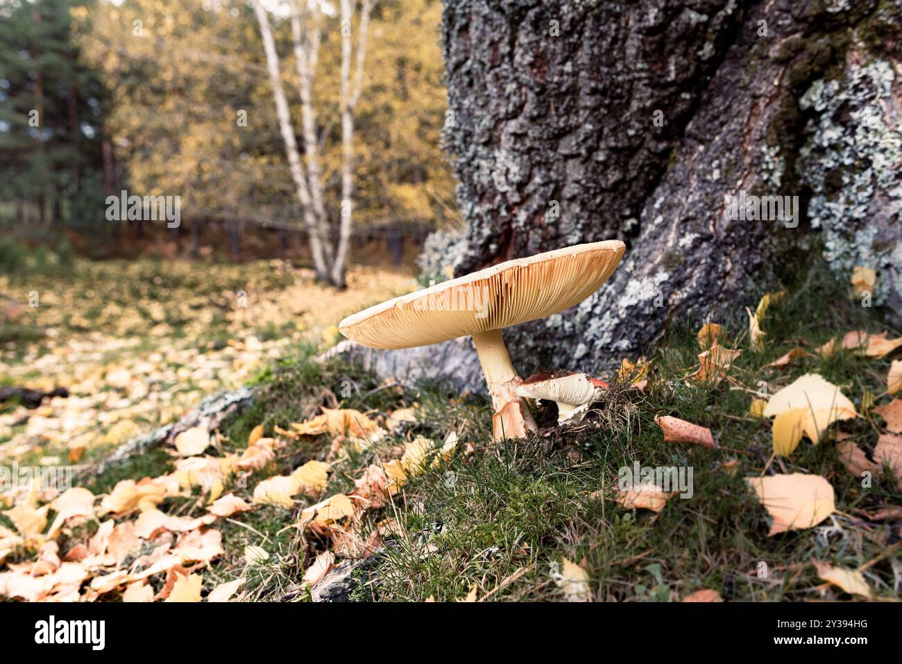 Foresta autunnale con funghi in primo piano Foto Stock