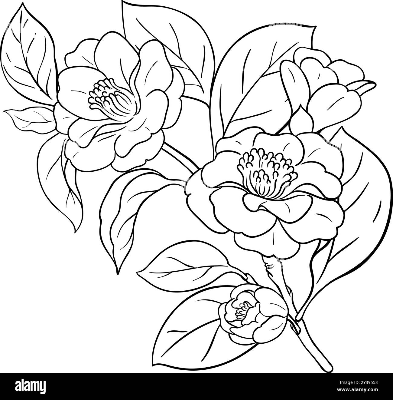 Camelia Branch con illustrazione del profilo dei fiori. Illustrazione Vettoriale