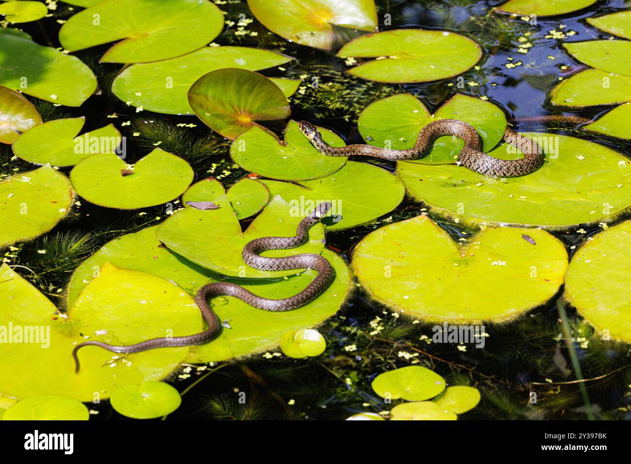 Serpente d'erba (Natrix natrix), coppia di rane da caccia su foglie di giglio, Germania, Baviera, Isental Foto Stock