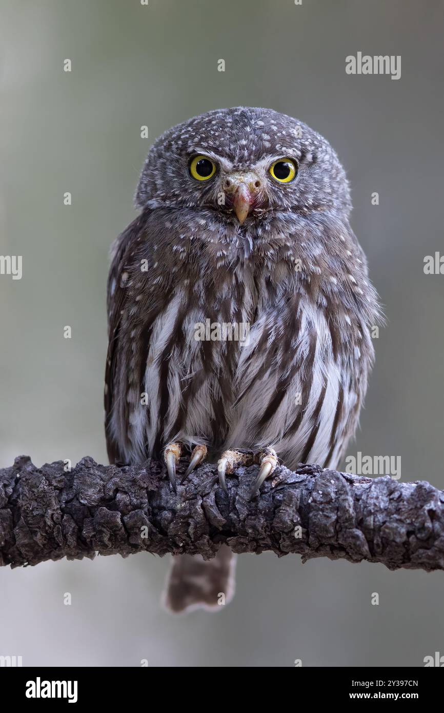 Gufo pigmeo settentrionale (Glaucidium californicum), seduto su una filiale, USA Foto Stock