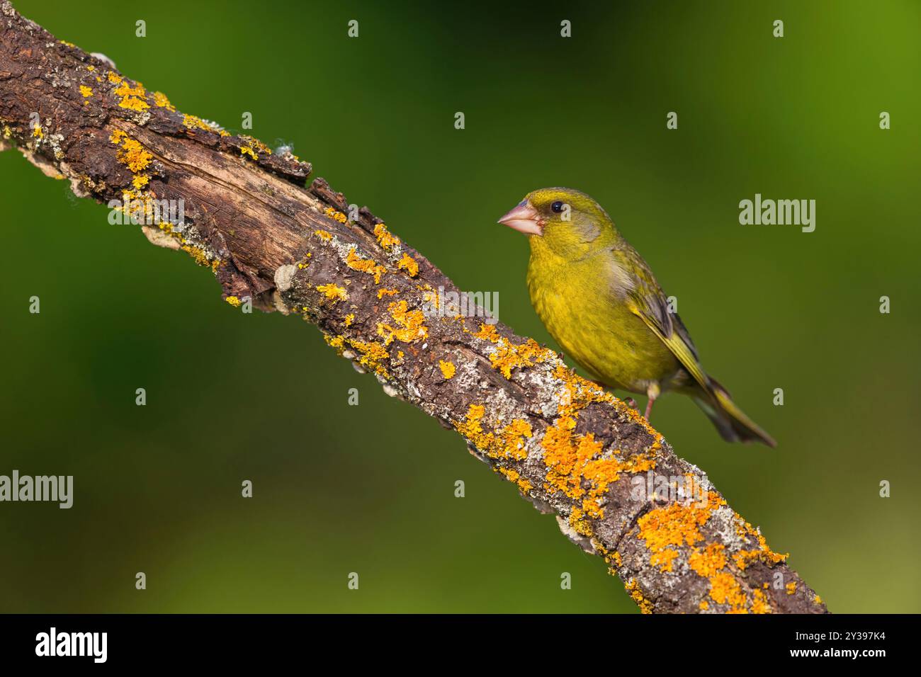 western greenfinch (Carduelis chloris, chloris chloris), seduta su un ramo con licheni, Germania, Baden-Wuerttemberg Foto Stock