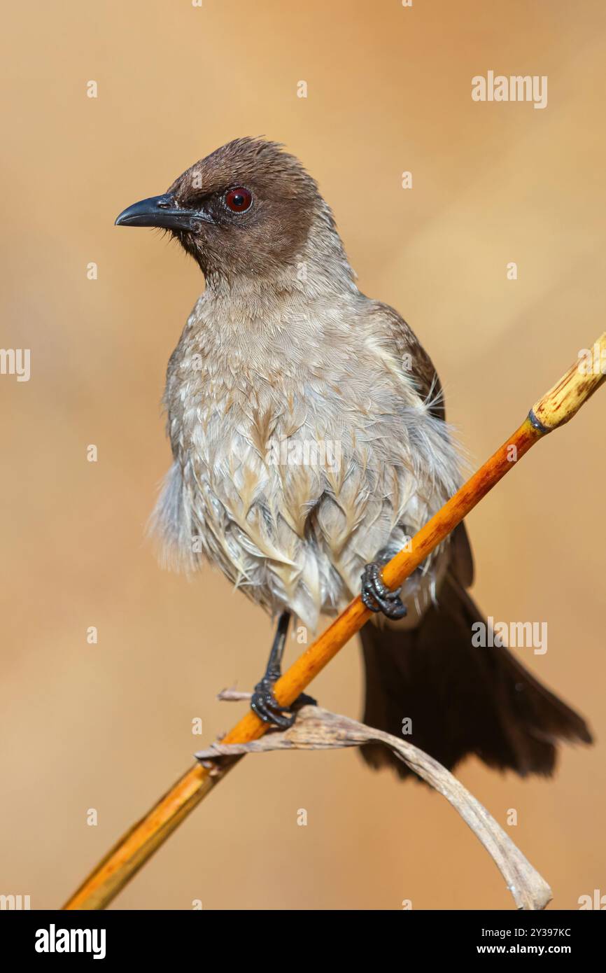 Bulbul da giardino, bulbul comune (Pycnonotus barbatus), seduta su una filiale, Gambia, riva sud Foto Stock