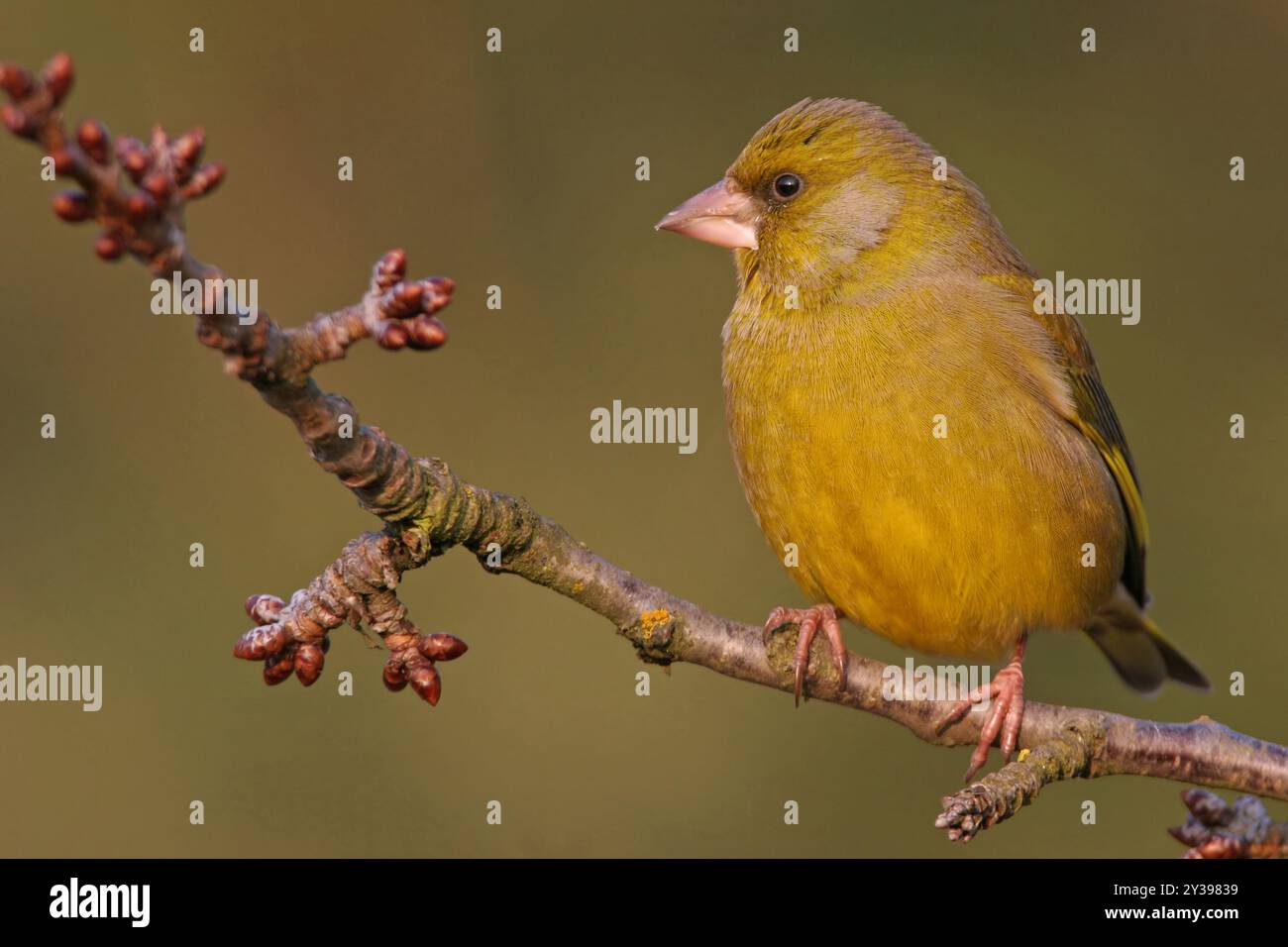 western greenfinch (Carduelis chloris, chloris chloris), siede su un ramo di ciliegio in inverno, Germania, Baden-Wuerttemberg Foto Stock