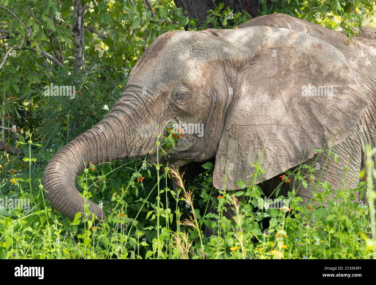 Un elefante di mucca senza zanne si rilassa all'ombra di un grande albero e usa il suo camion per raccogliere grandi boccali di vegetazione lussureggiante. Foto Stock