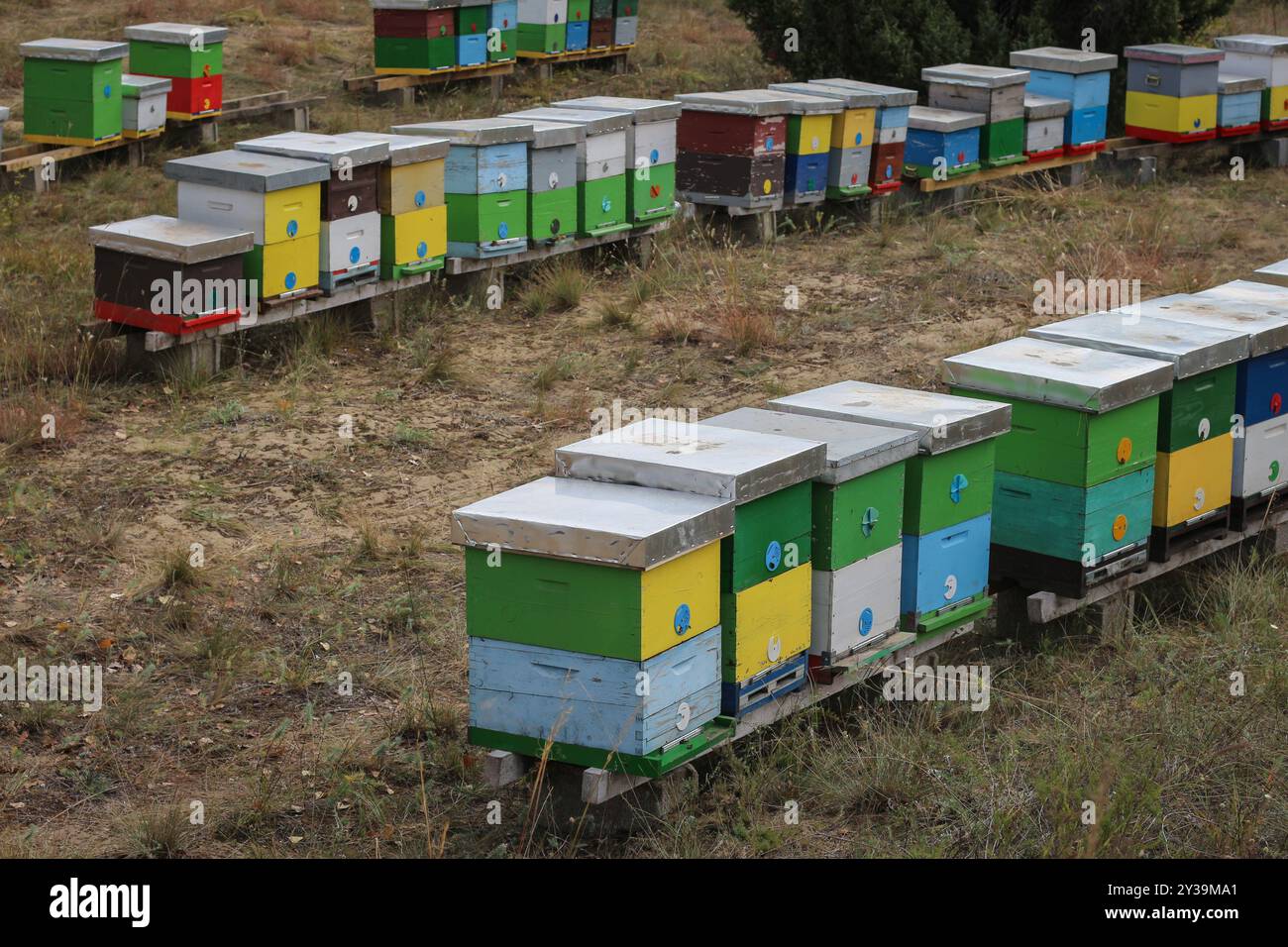 Colorato alveare di legno nella sabbia di Deliblato in Vojvodina, Serbia Foto Stock