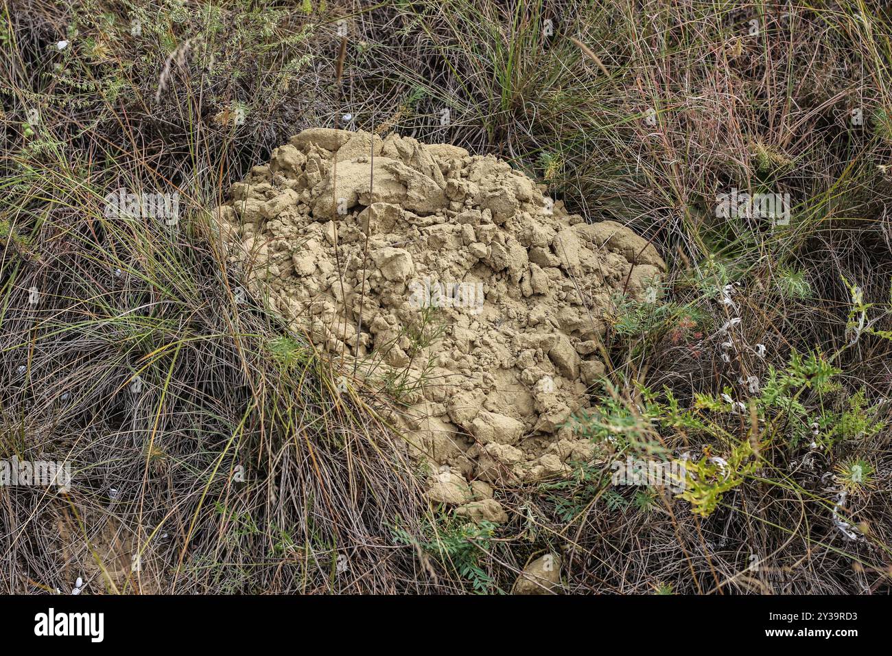 Nannospalax hungaricus, tumulo cieco di topi a Deliblato Sands riserva naturale speciale Foto Stock