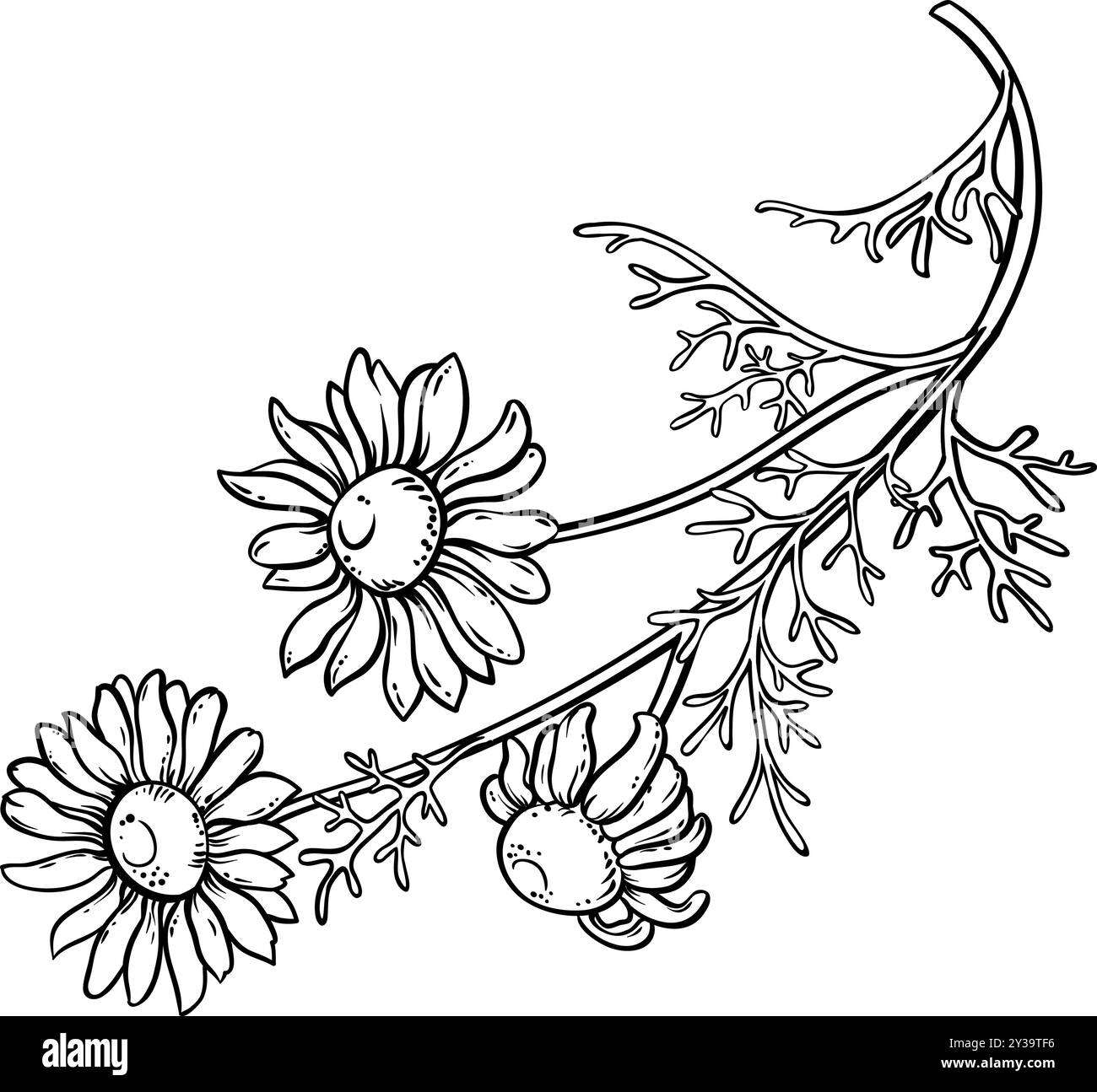 Illustrazione della pianta della camomilla con il profilo dei fiori. Olio essenziale ingrediente per cosmetici, spa, aromaterapia, assistenza sanitaria, medicina alternativa. Vect Illustrazione Vettoriale