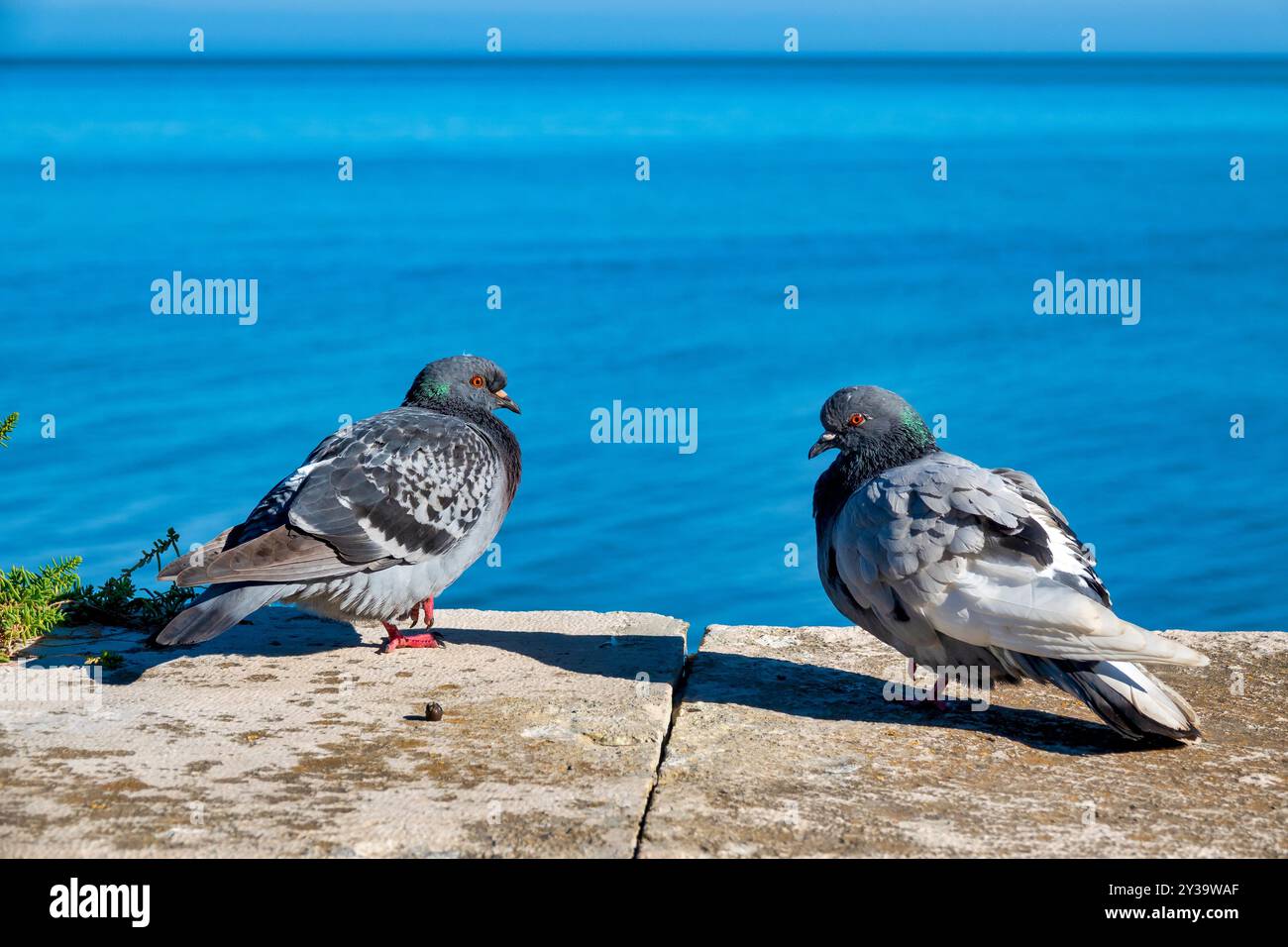 Due piccioni di fronte al mare a Trani, in Italia Foto Stock