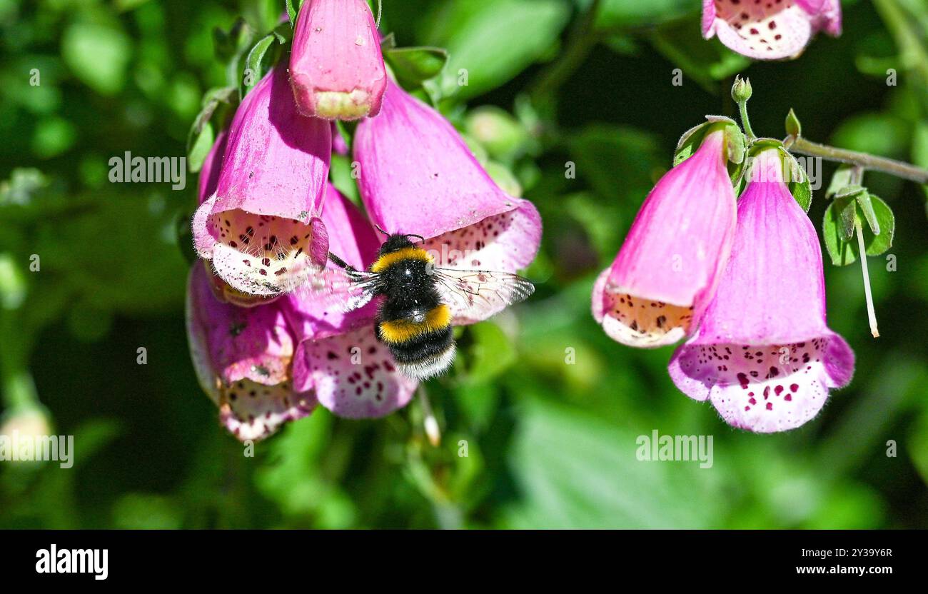 Brighton UK 13 settembre 2024 - Un bumblebee viene a riposare su un fiore foxglove mentre gode del sole di fine estate in un giardino di Brighton: Credit Simon Dack / Alamy Live News Foto Stock