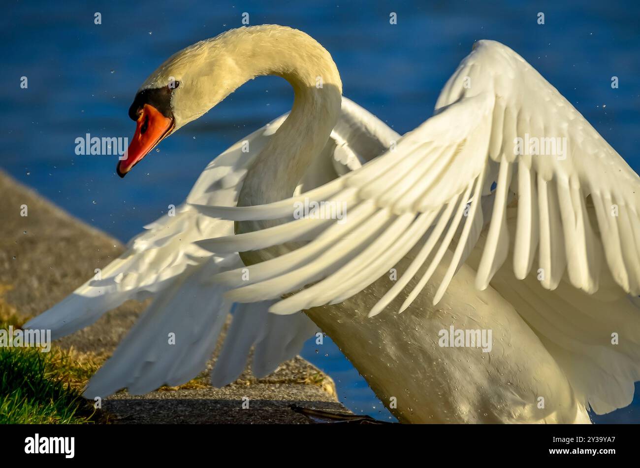Un maestoso cigno con immacolato piumaggio bianco sta spalmando le sue ali sul bordo dell'acqua. Foto Stock