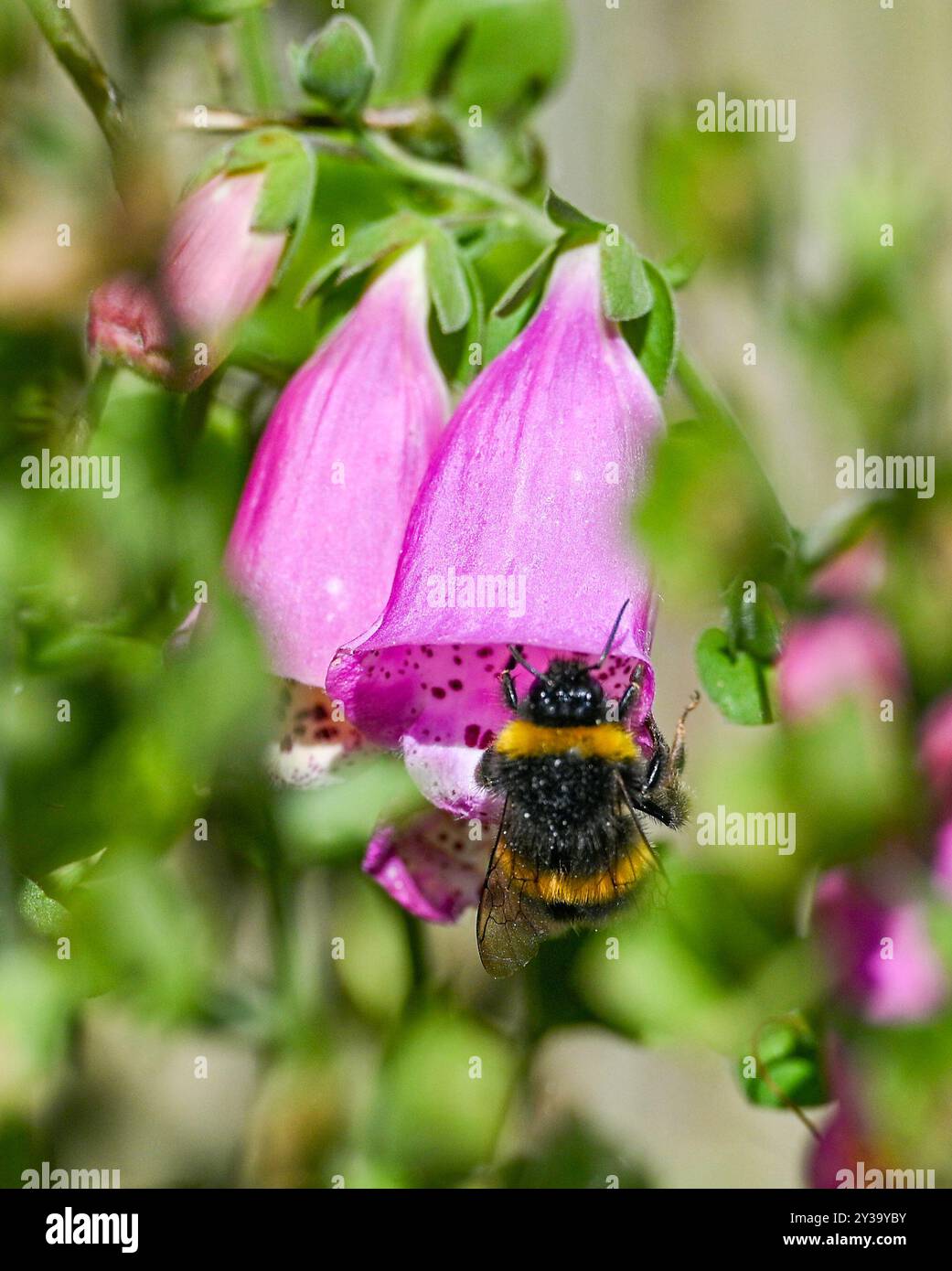 Brighton UK 13 settembre 2024 - Un bumblebee viene a riposare su un fiore foxglove mentre gode del sole di fine estate in un giardino di Brighton: Credit Simon Dack / Alamy Live News Foto Stock