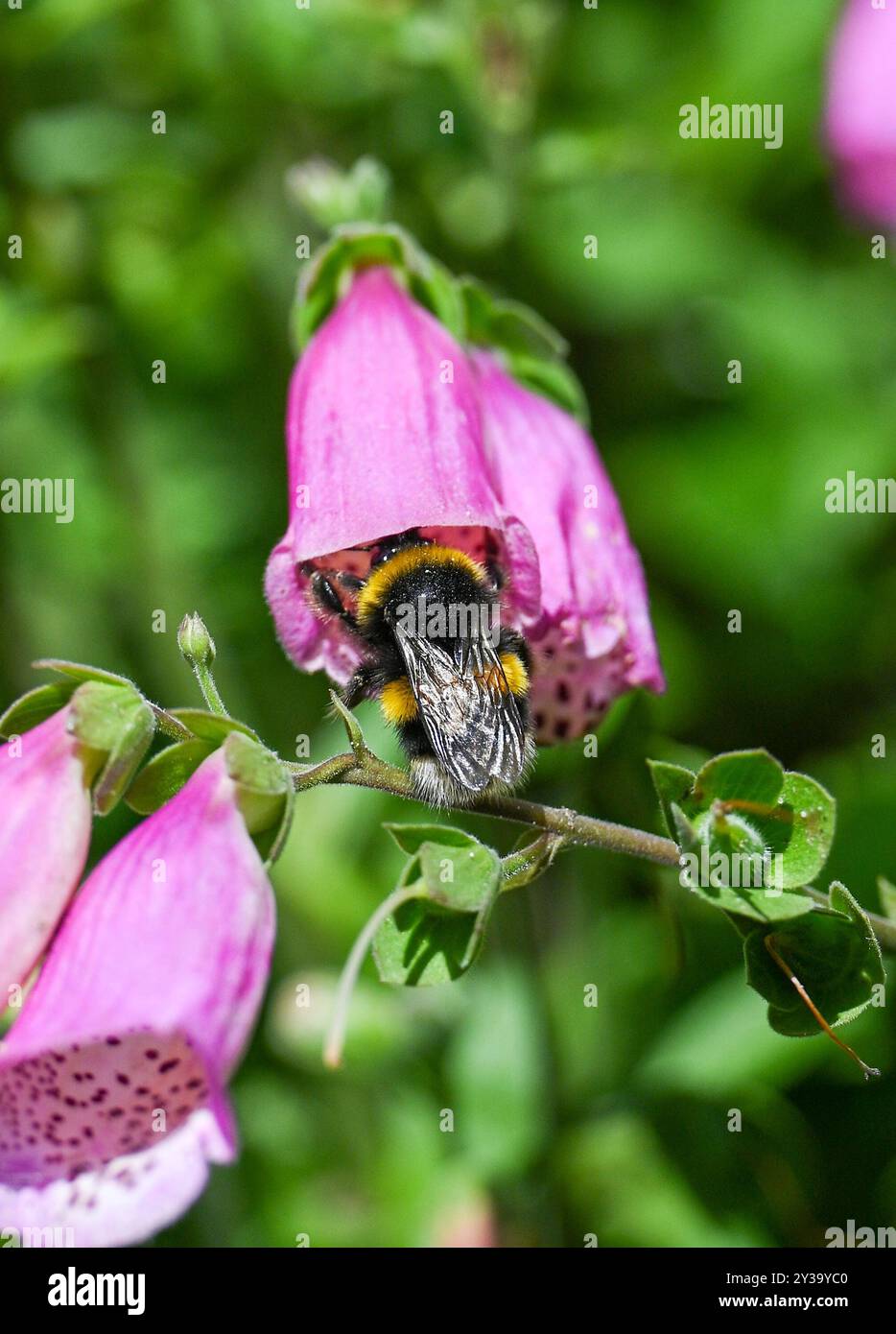 Brighton UK 13 settembre 2024 - Un bumblebee viene a riposare su un fiore foxglove mentre gode del sole di fine estate in un giardino di Brighton: Credit Simon Dack / Alamy Live News Foto Stock