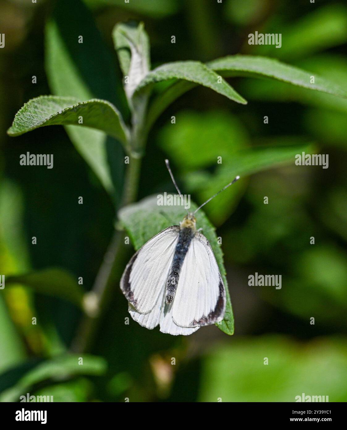 Brighton UK 13 settembre 2024 - Una farfalla bianca viene a riposare su un cespuglio di buddleia mentre gode del sole di fine estate in un giardino di Brighton: Credit Simon Dack / Alamy Live News Foto Stock
