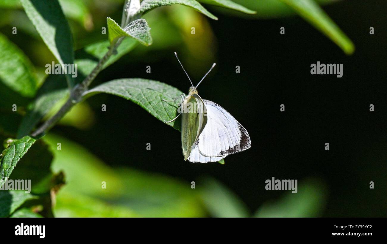 Brighton UK 13 settembre 2024 - Una farfalla bianca viene a riposare su un cespuglio di buddleia mentre gode del sole di fine estate in un giardino di Brighton: Credit Simon Dack / Alamy Live News Foto Stock